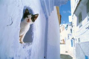 猫走猫步的视频,揭秘猫咪的独特步伐